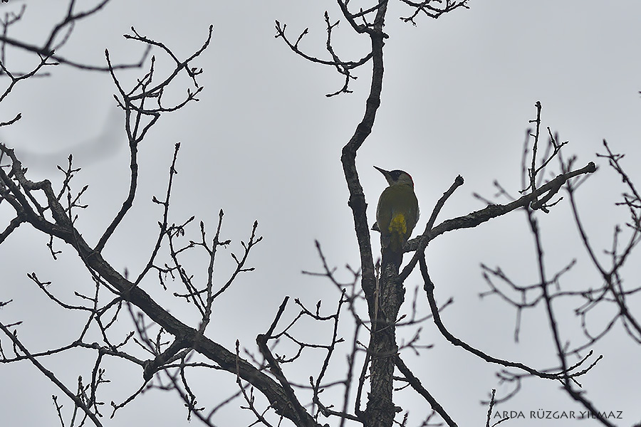 European Green Woodpecker