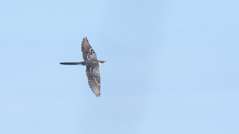 Great Spotted Cuckoo