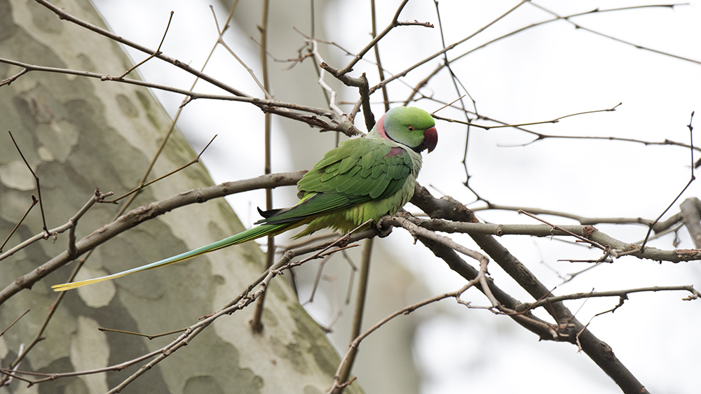 Alexandrine Parakeet