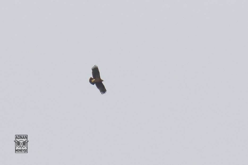 Greater Spotted Eagle