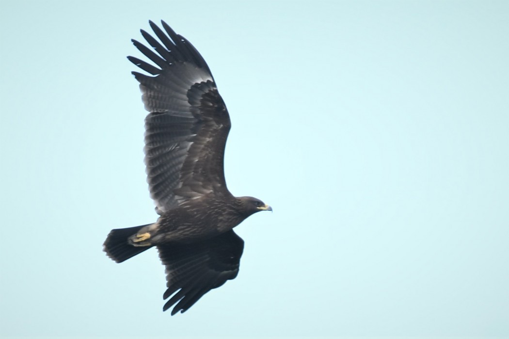 Greater Spotted Eagle