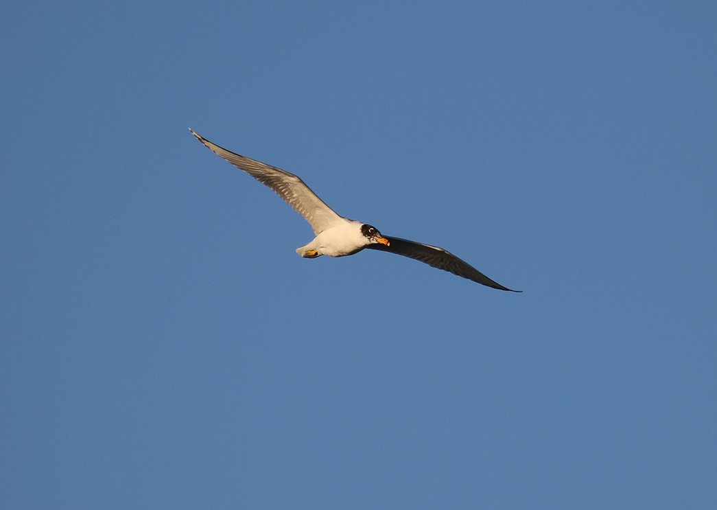 Pallas`s Gull