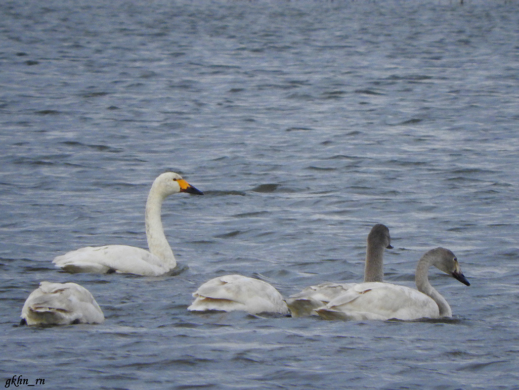 Tundra Swan
