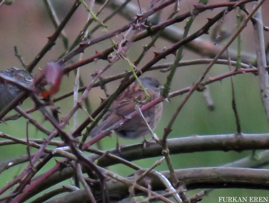 Dunnock