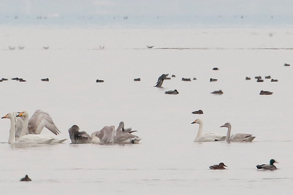 Tundra Swan