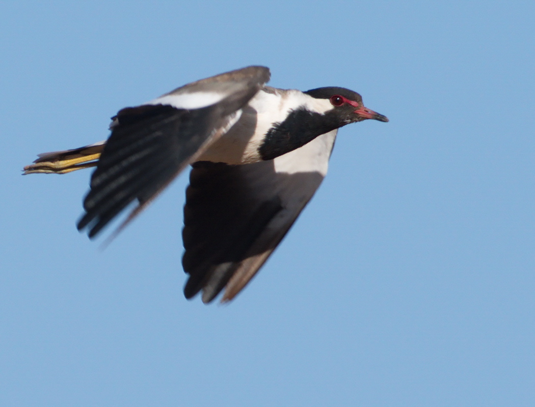 Red-wattled Lapwing