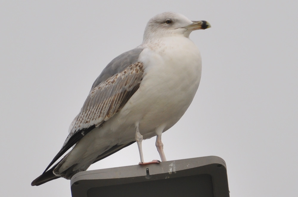 Caspian Gull