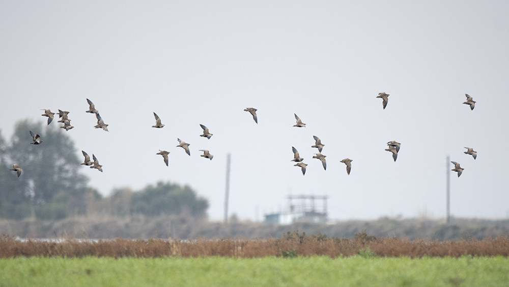 Black-bellied Sandgrouse