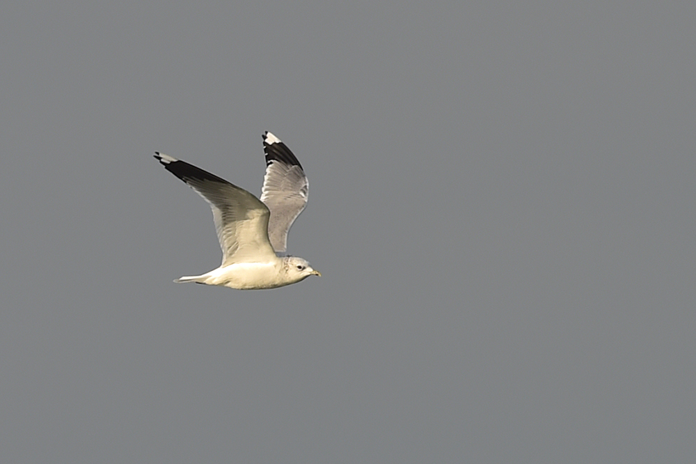 Mew Gull