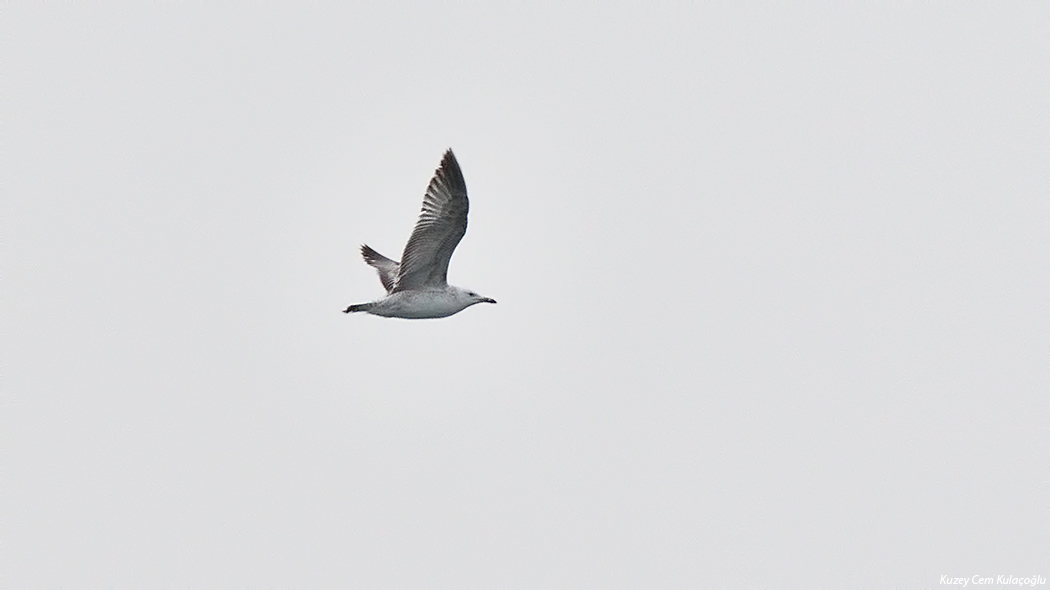 Caspian Gull