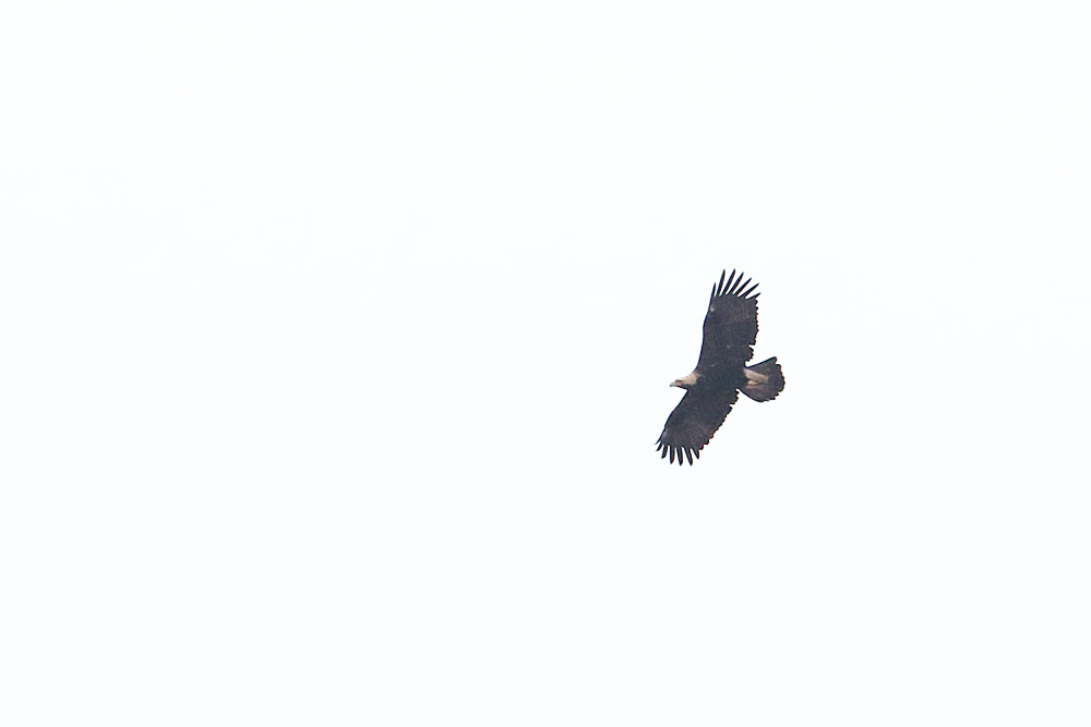 Eastern Imperial Eagle