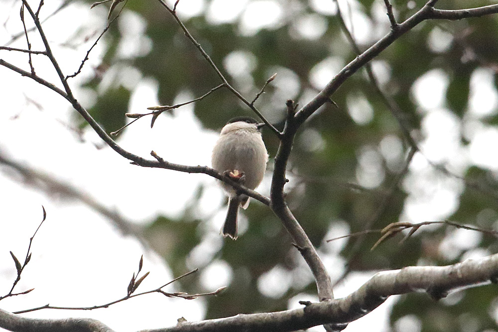 Marsh Tit