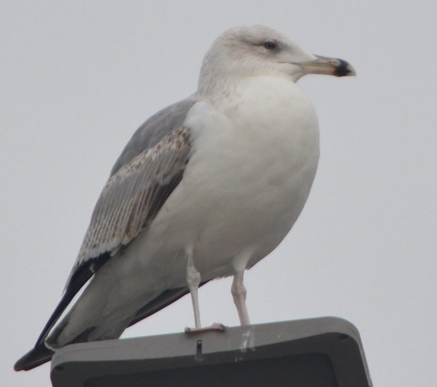 Caspian Gull