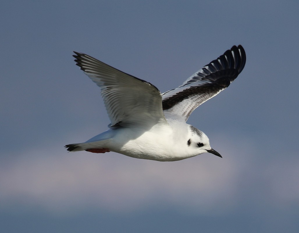 Little Gull