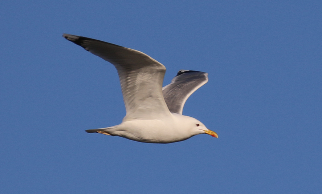 Caspian Gull