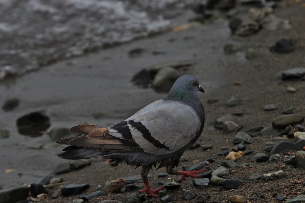 Rock Dove