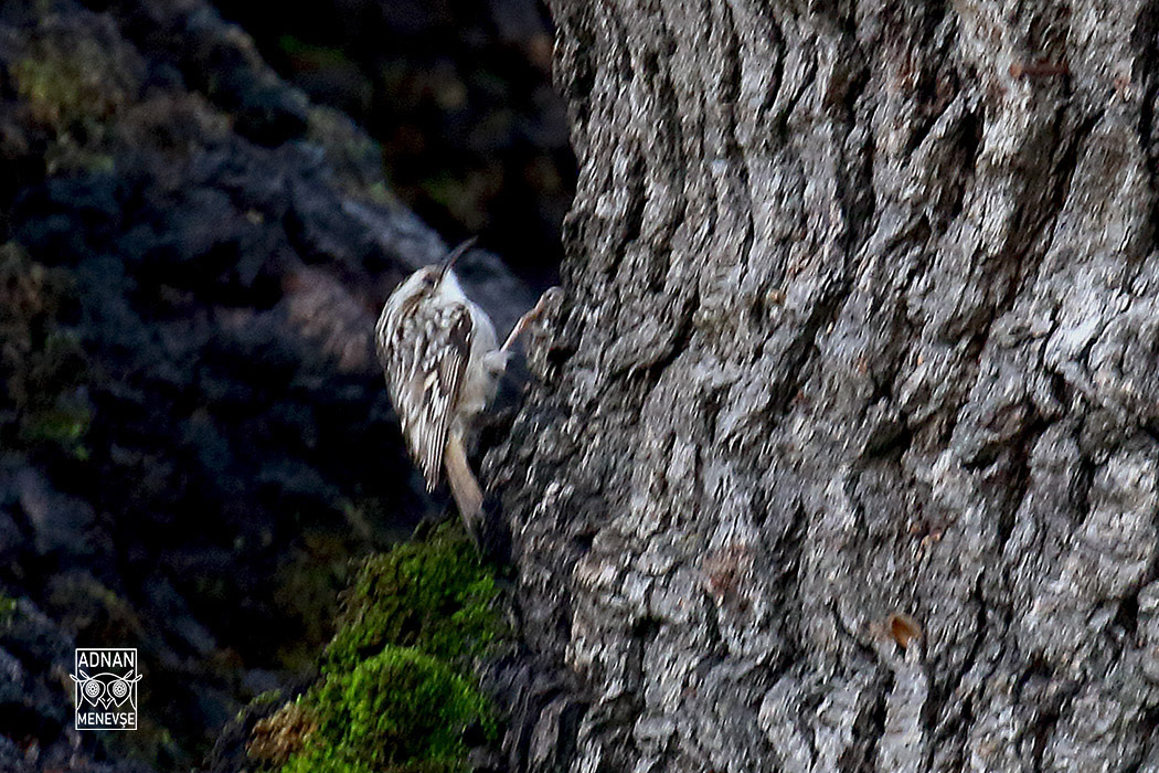 Eurasian Treecreeper