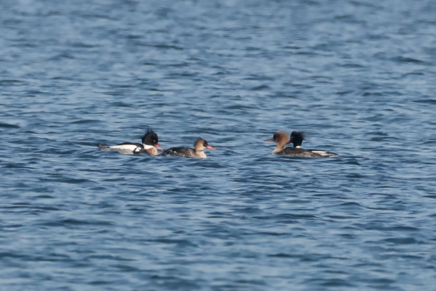 Red-breasted Merganser