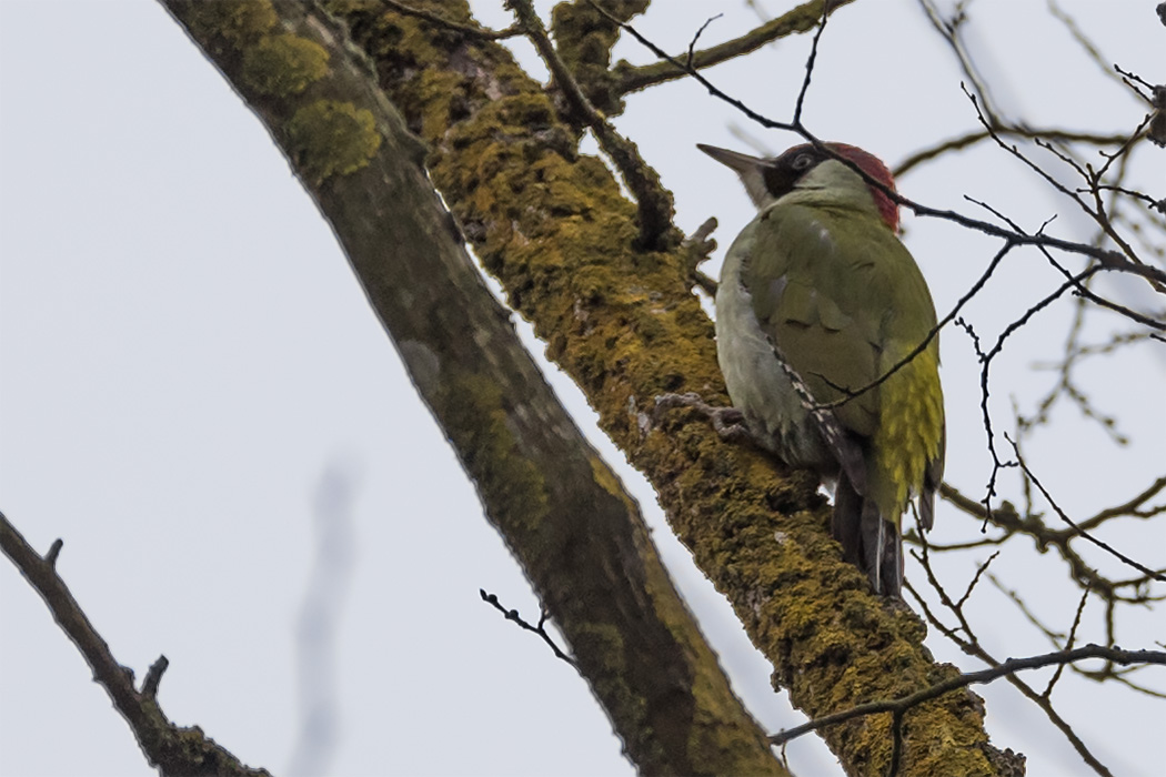 European Green Woodpecker