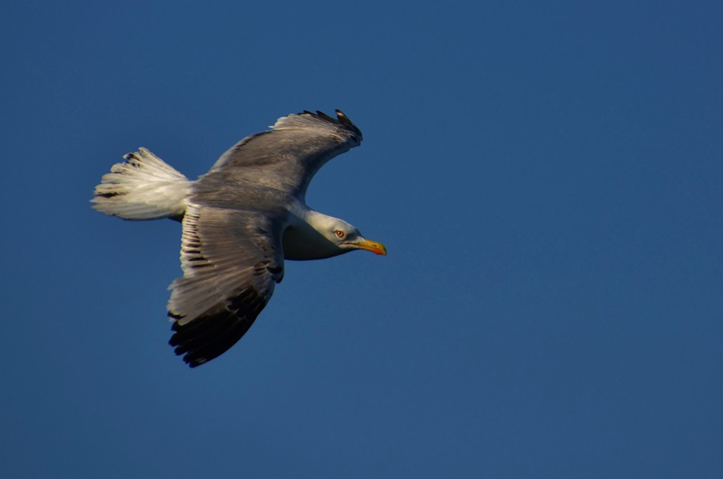 Gümüş Martı