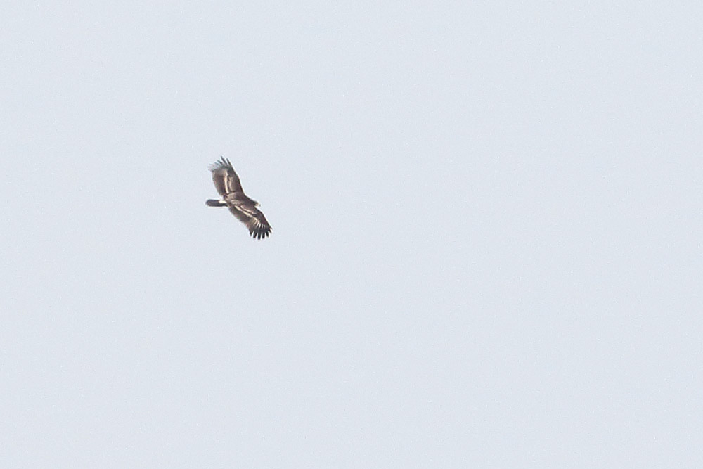 Greater Spotted Eagle