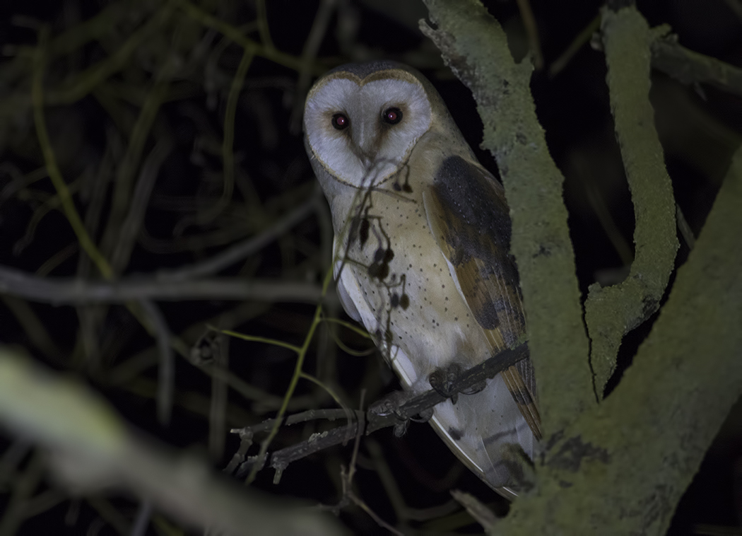 Western Barn Owl