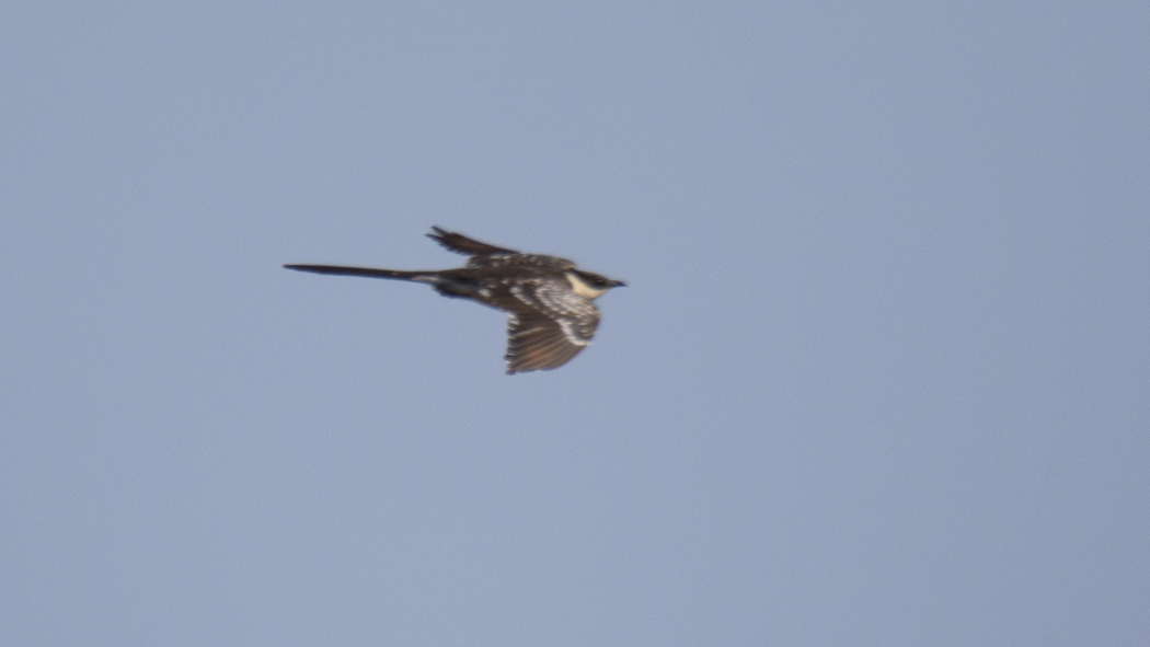 Great Spotted Cuckoo