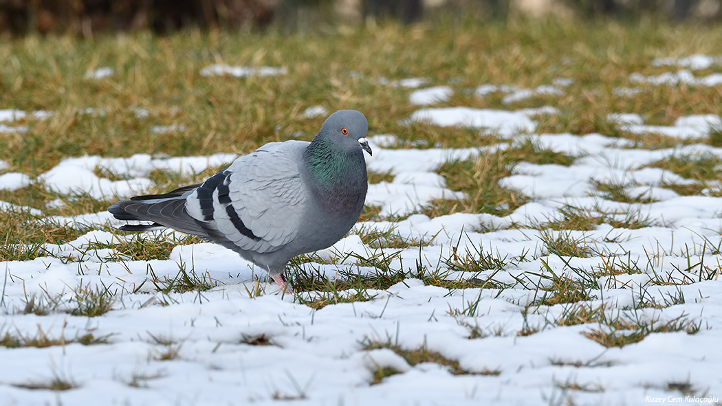 Rock Dove