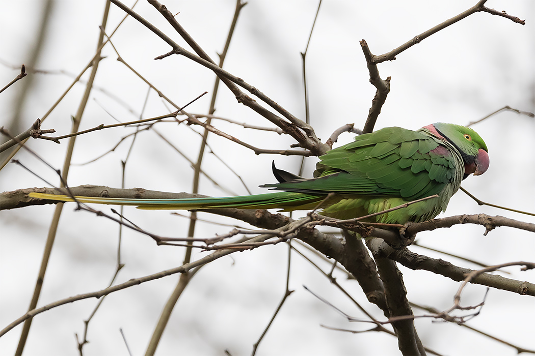 Alexandrine Parakeet