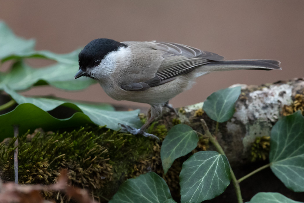 Marsh Tit