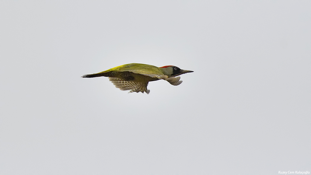 European Green Woodpecker