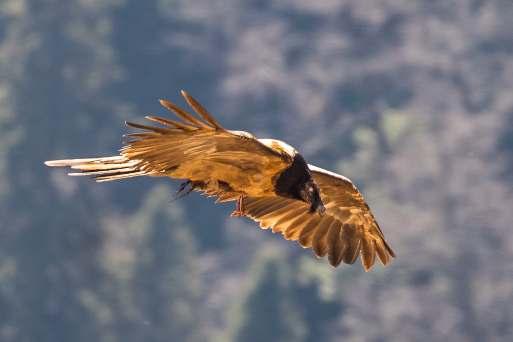 Bearded Vulture