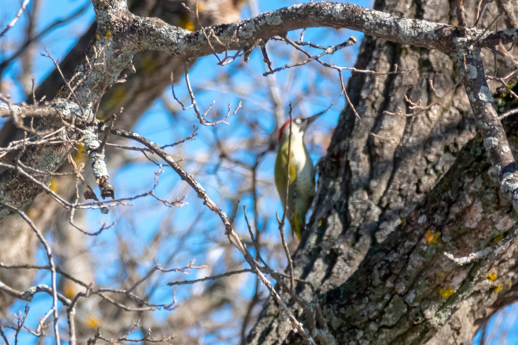 European Green Woodpecker
