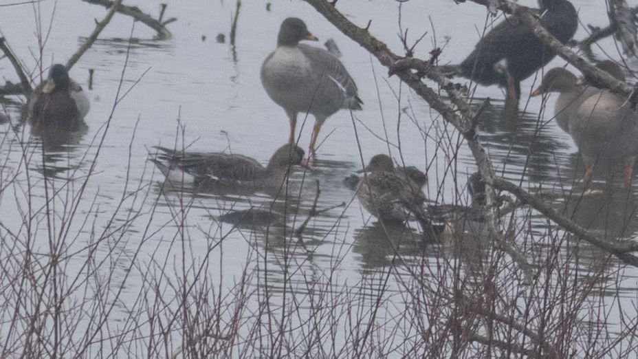 Greater White-fronted Goose