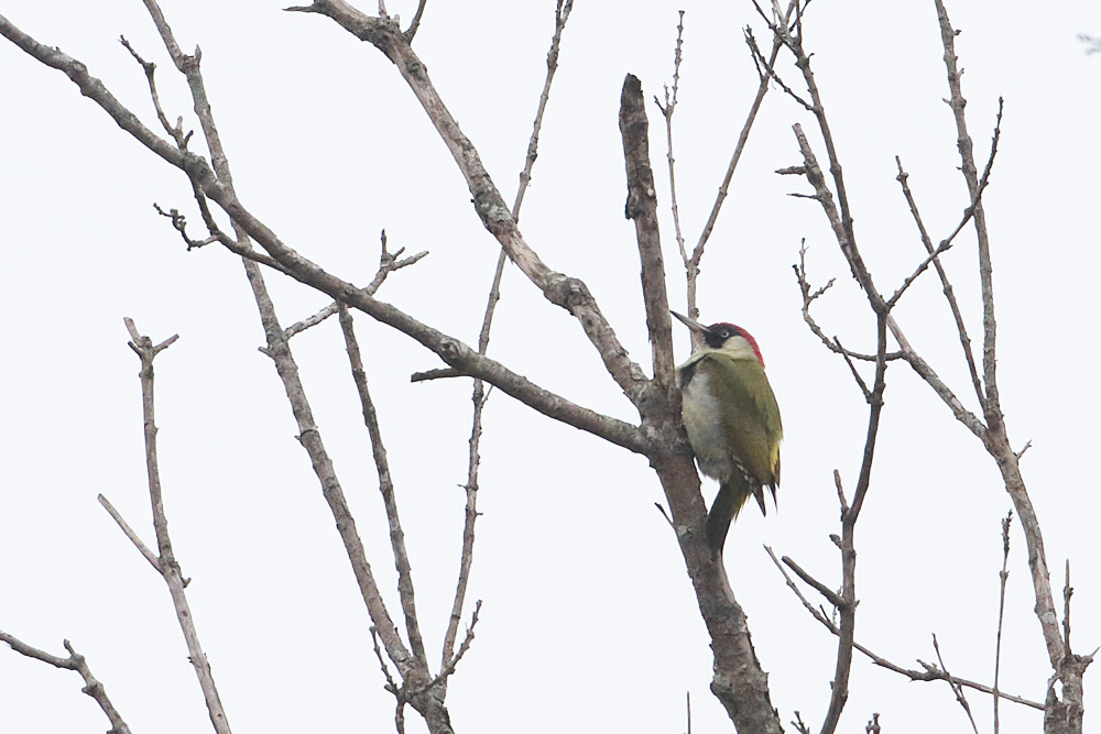 European Green Woodpecker