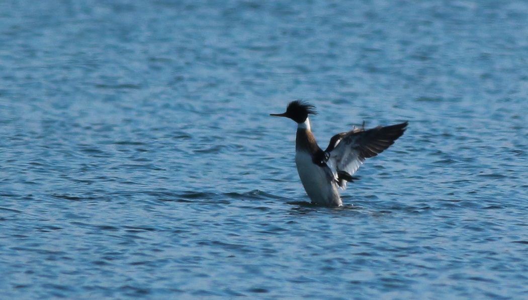 Red-breasted Merganser