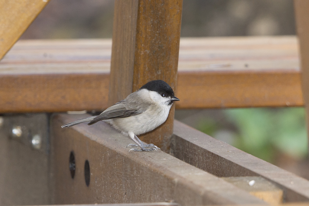 Marsh Tit
