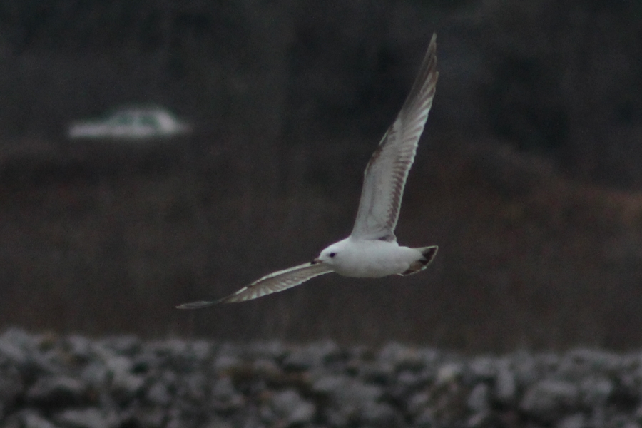 Mew Gull
