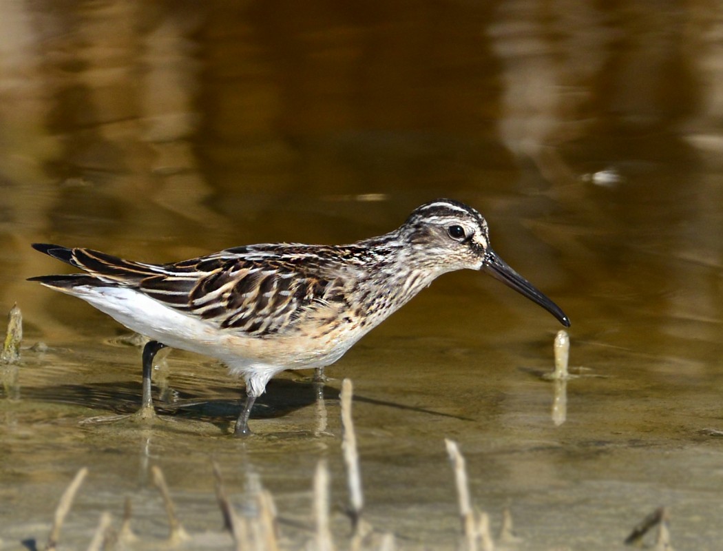 Broad-billed Sandpiper