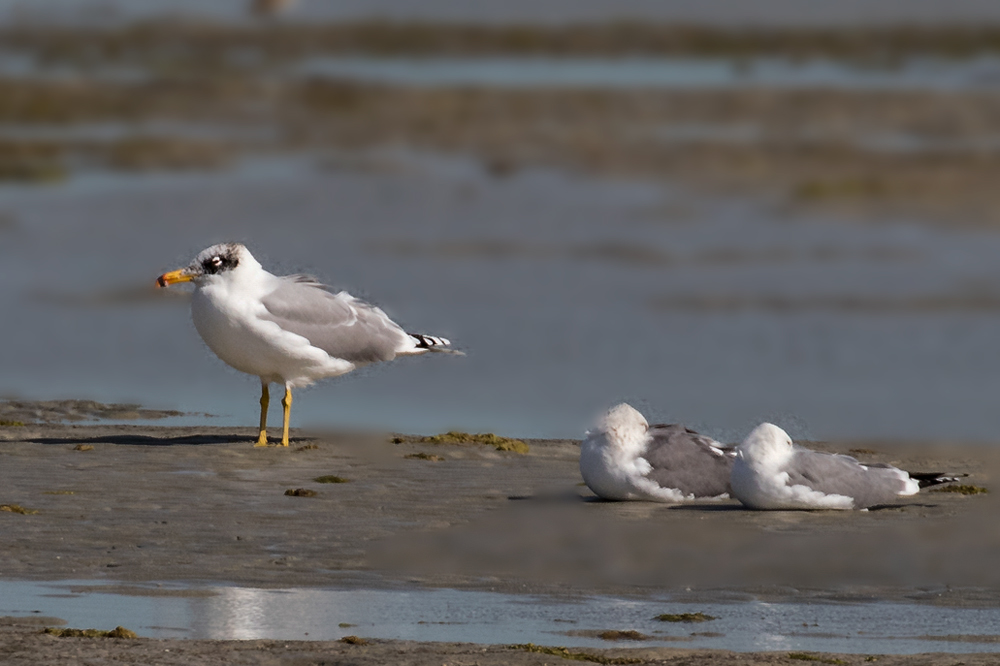 Pallas`s Gull