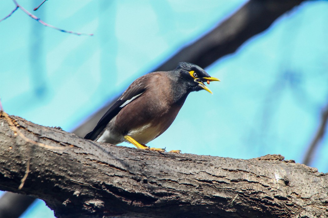 Common Myna