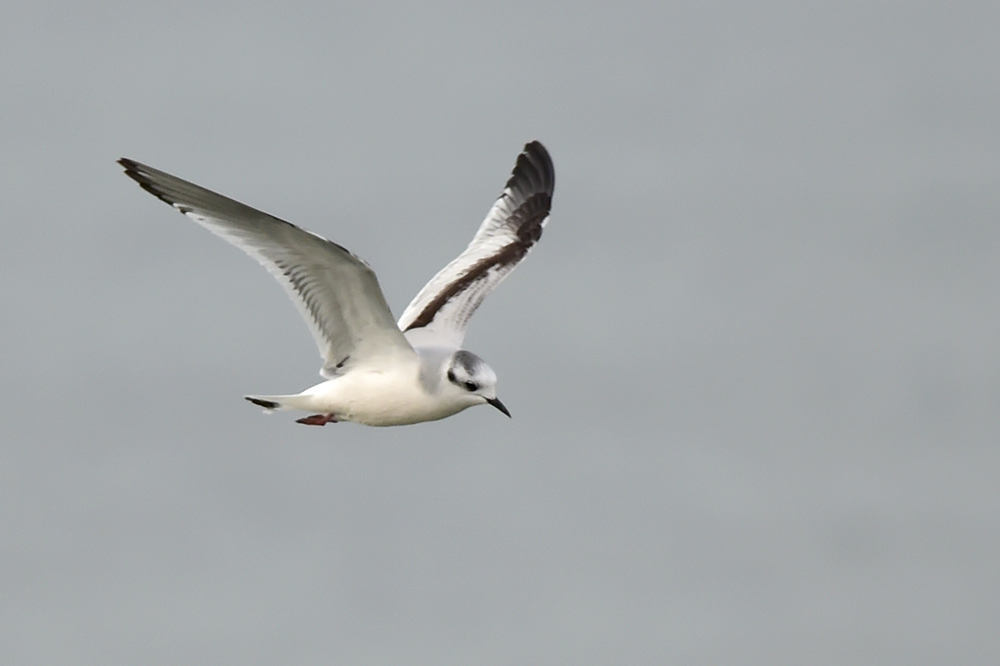 Little Gull