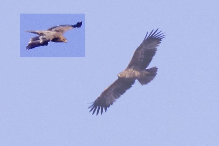 Eastern Imperial Eagle