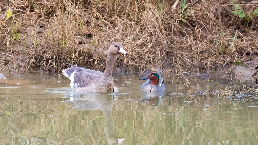 Greater White-fronted Goose
