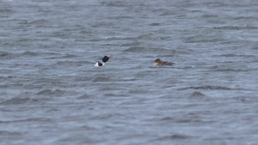 Red-breasted Merganser