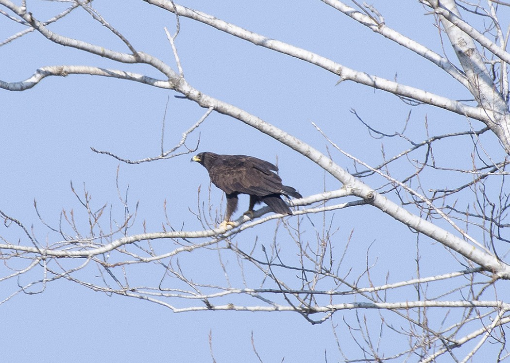 Greater Spotted Eagle