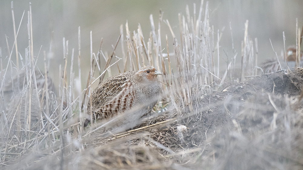 Grey Partridge