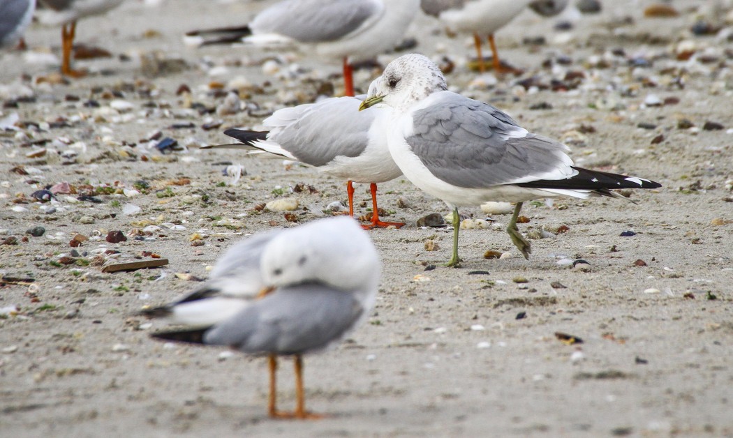 Mew Gull