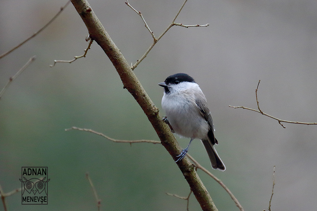 Marsh Tit