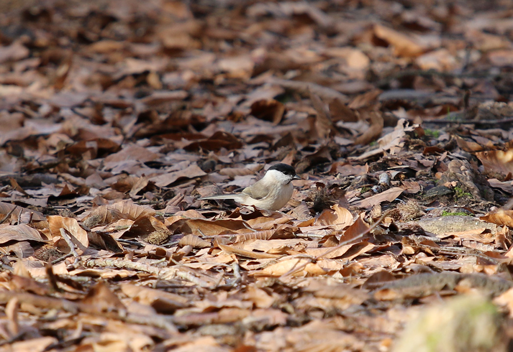 Marsh Tit
